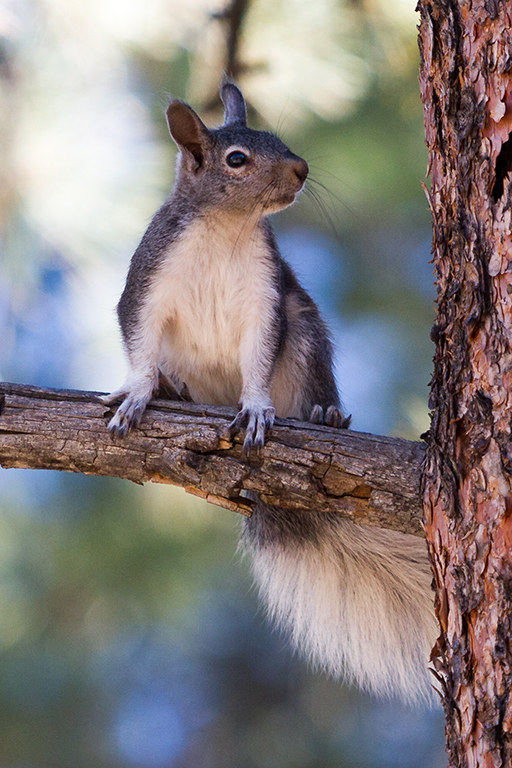 10-16 - 04.jpg - Kaibab Squirrel, Grand Canyon National Park, South Rim